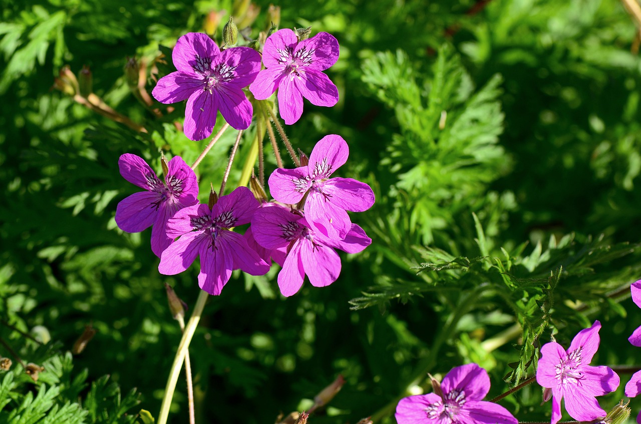 cranesbill  garden  plant free photo