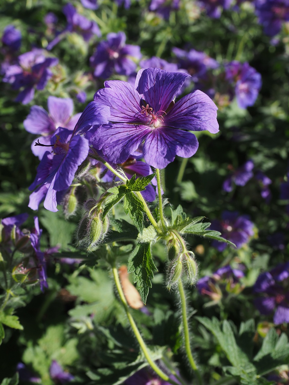 cranesbill flower blossom free photo