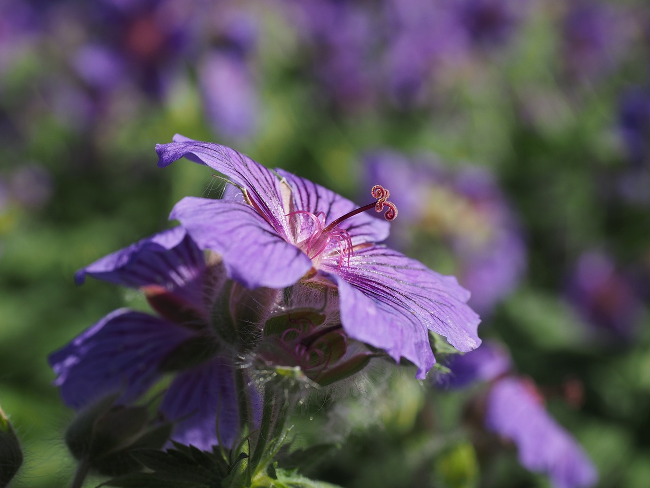 cranesbill flower blossom free photo