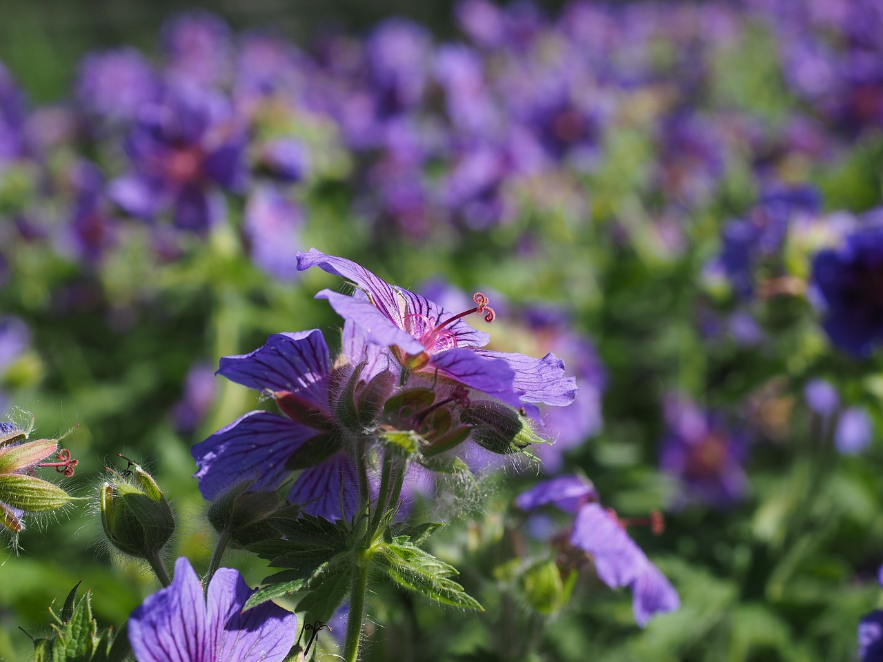 cranesbill flower blossom free photo