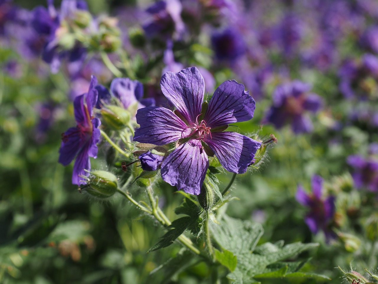 cranesbill flower blossom free photo