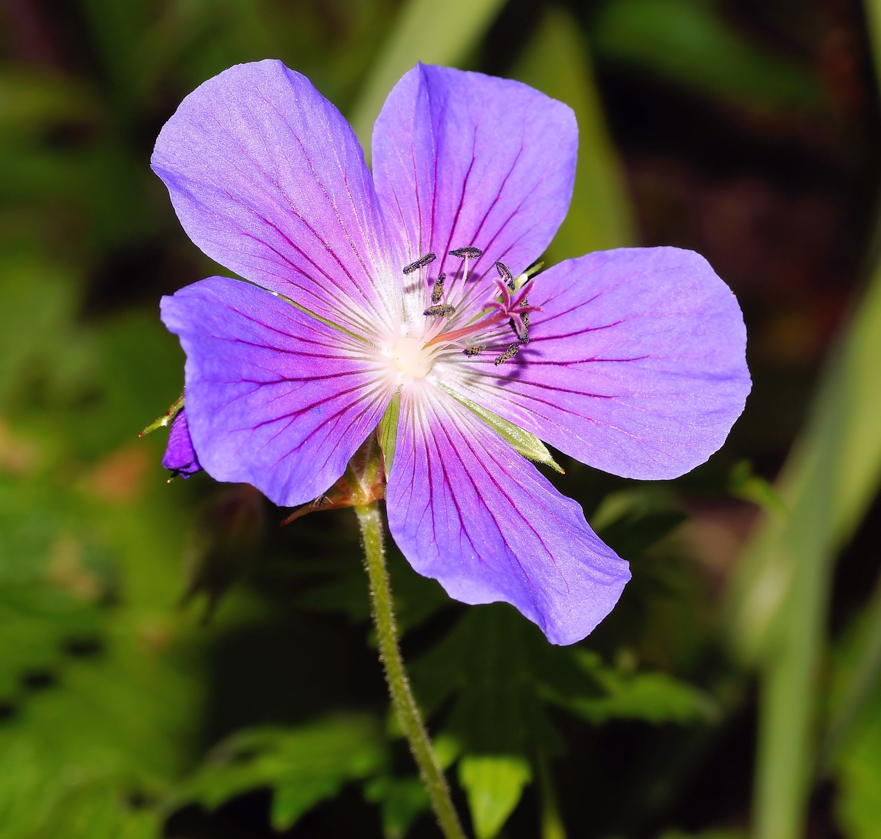 cranesbill blossom bloom free photo