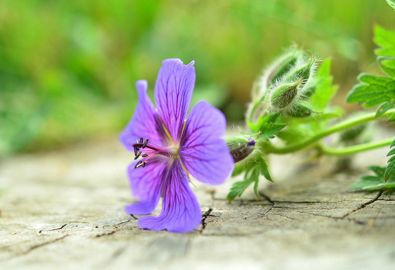 cranesbill blossom bloom free photo