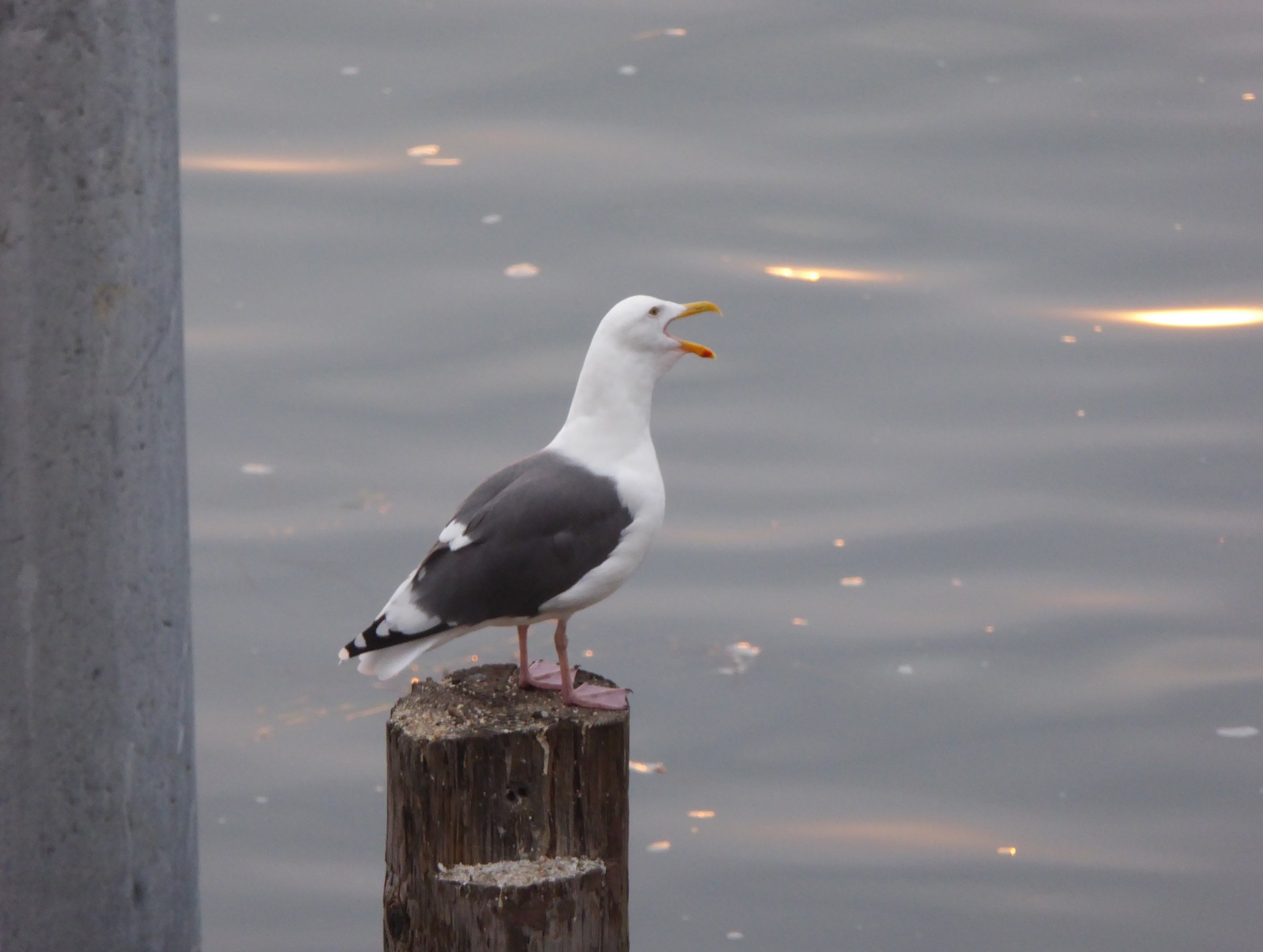 bird squeaking sea gull free photo