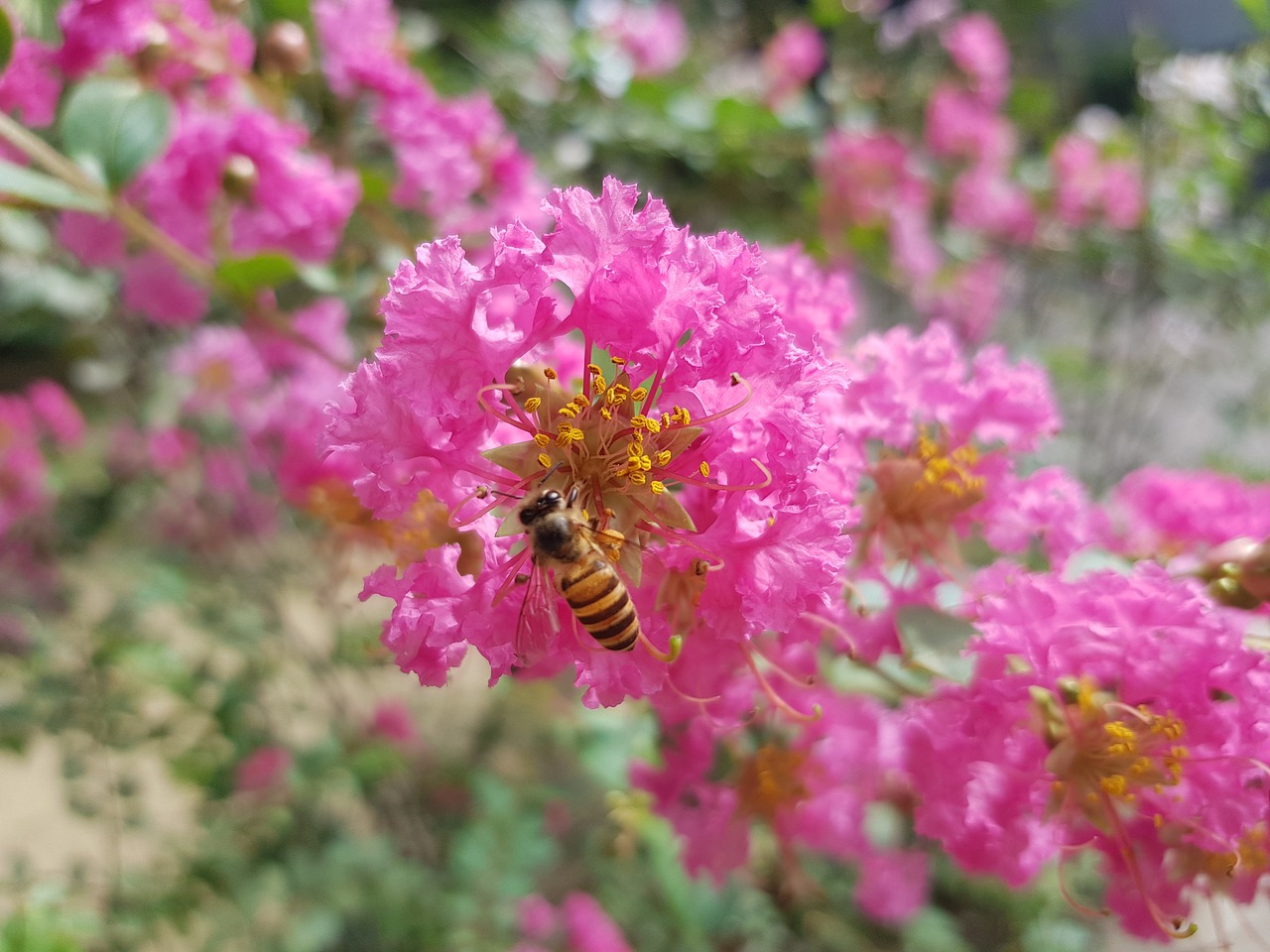 crape myrtle  flower  bee free photo