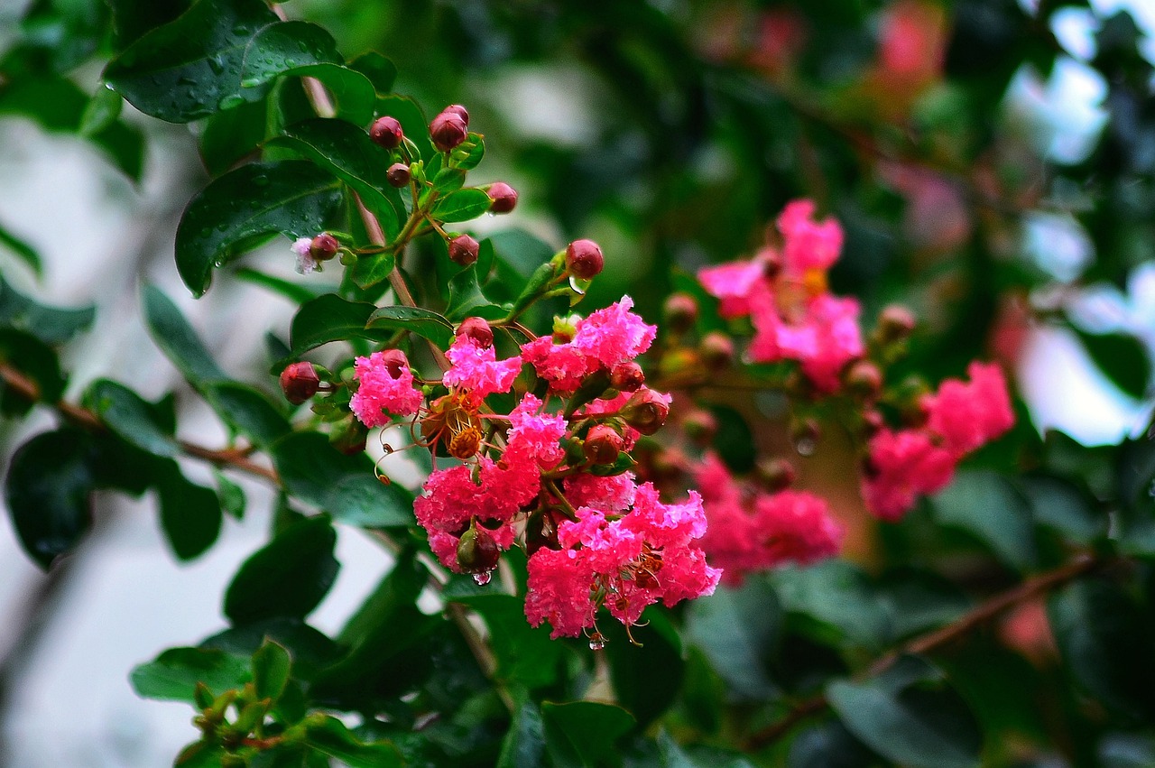 crape myrtle  flower  beautiful free photo