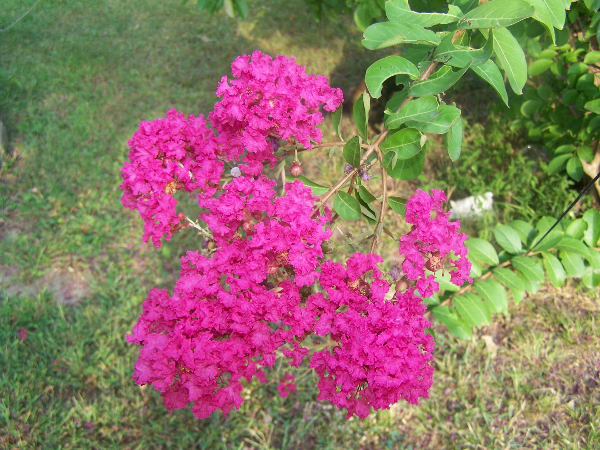 crape myrtle flower pink free photo