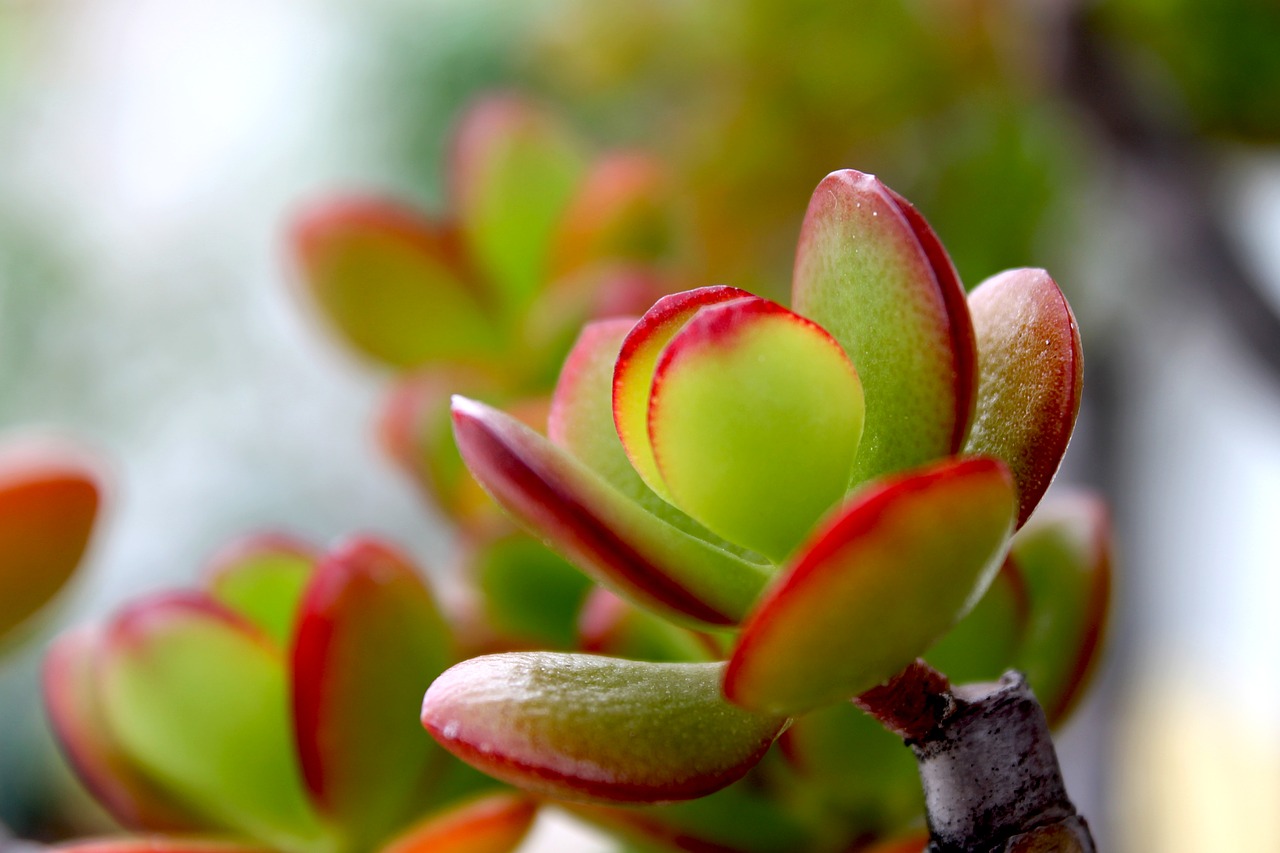 crassula plant plants free photo