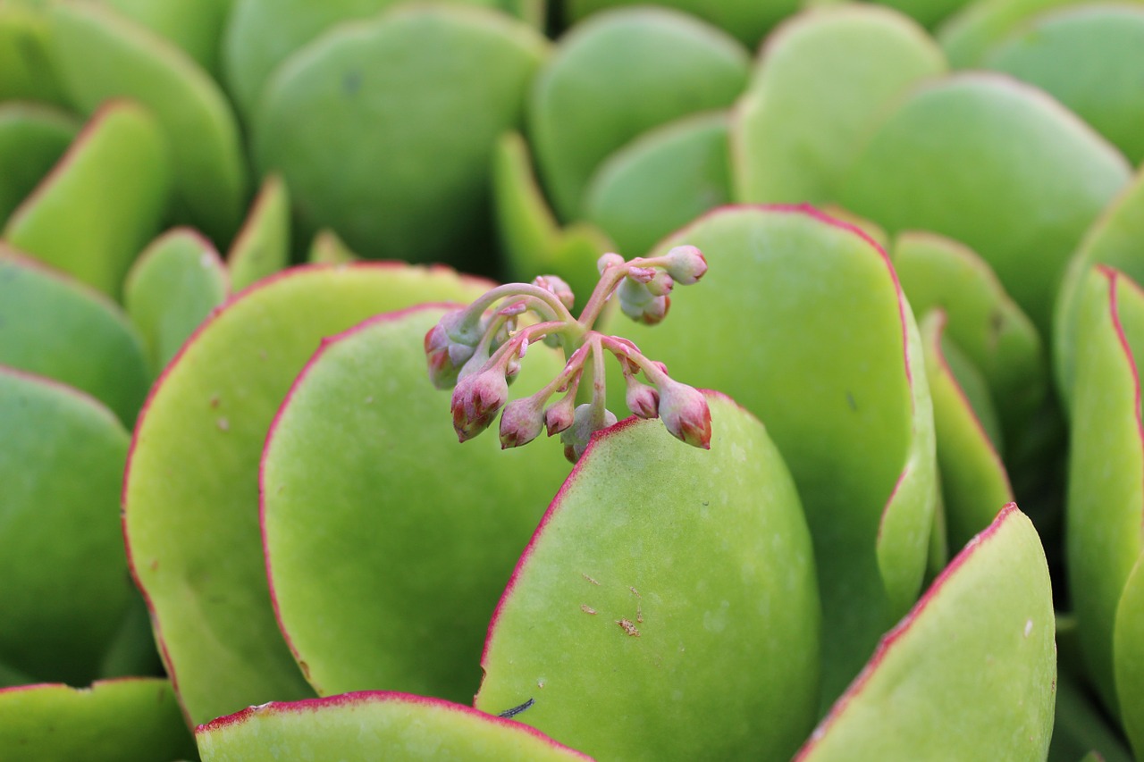 crassula succulent plant free photo