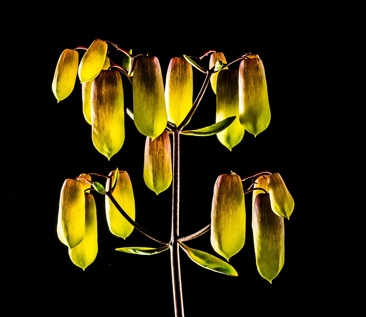 crassulaceae yellow blossom free photo