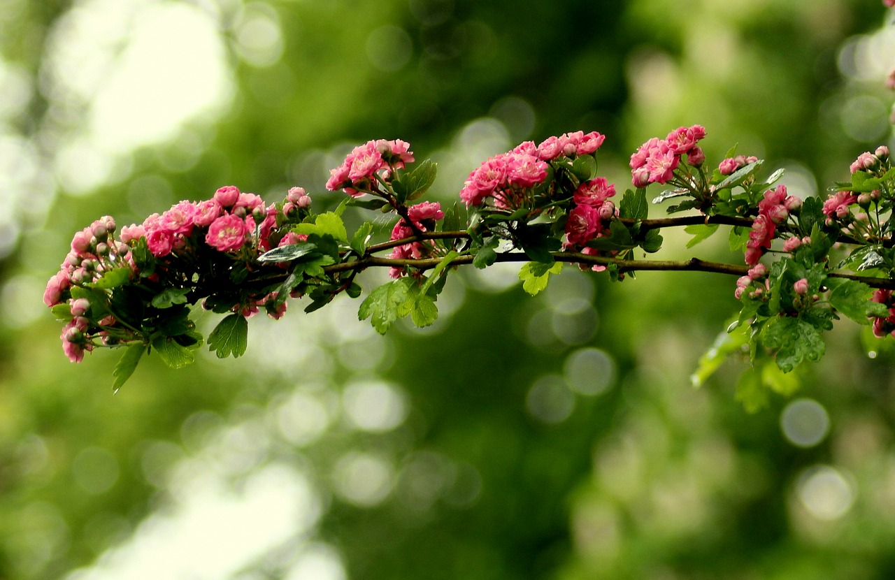 crataegus  tree  flowering free photo