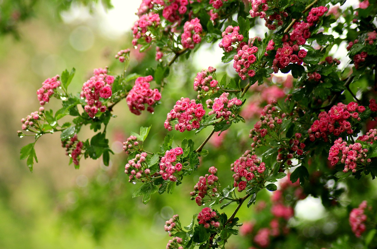 crataegus  flowering  tree free photo