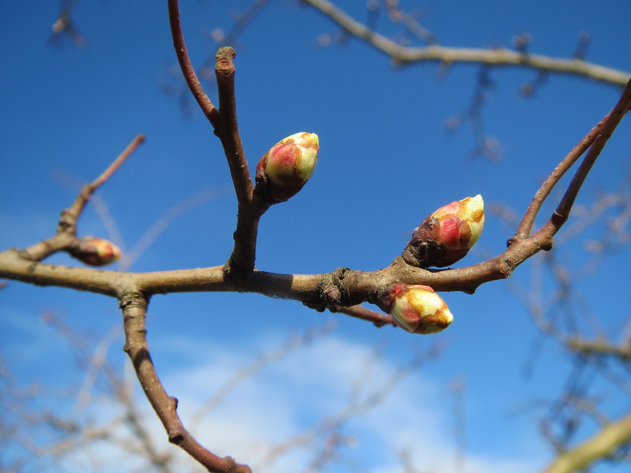 crataegus hawthorn thornapple free photo