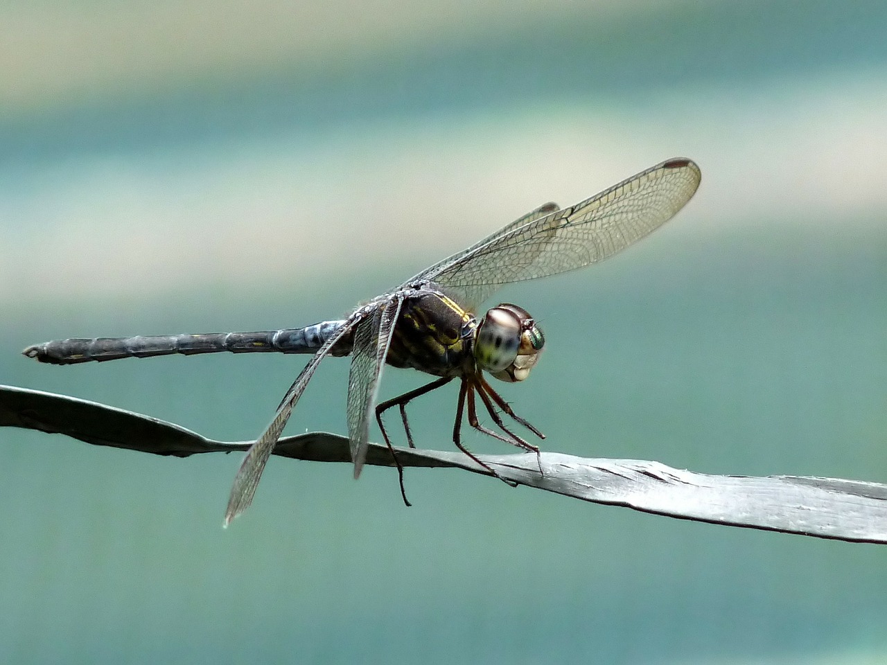 cratilla lineata emerald banded skimmer insect free photo