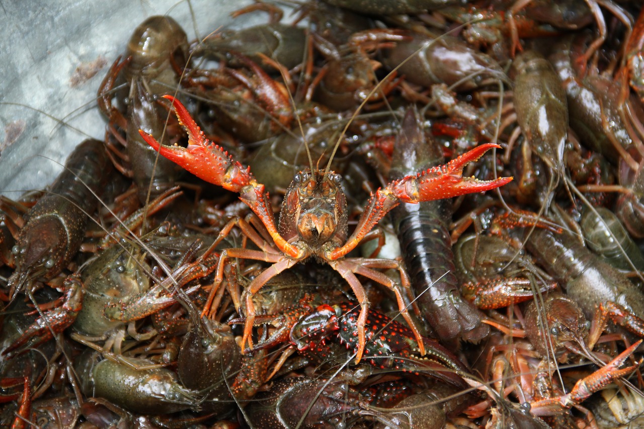 crawfish  boil  crayfish free photo