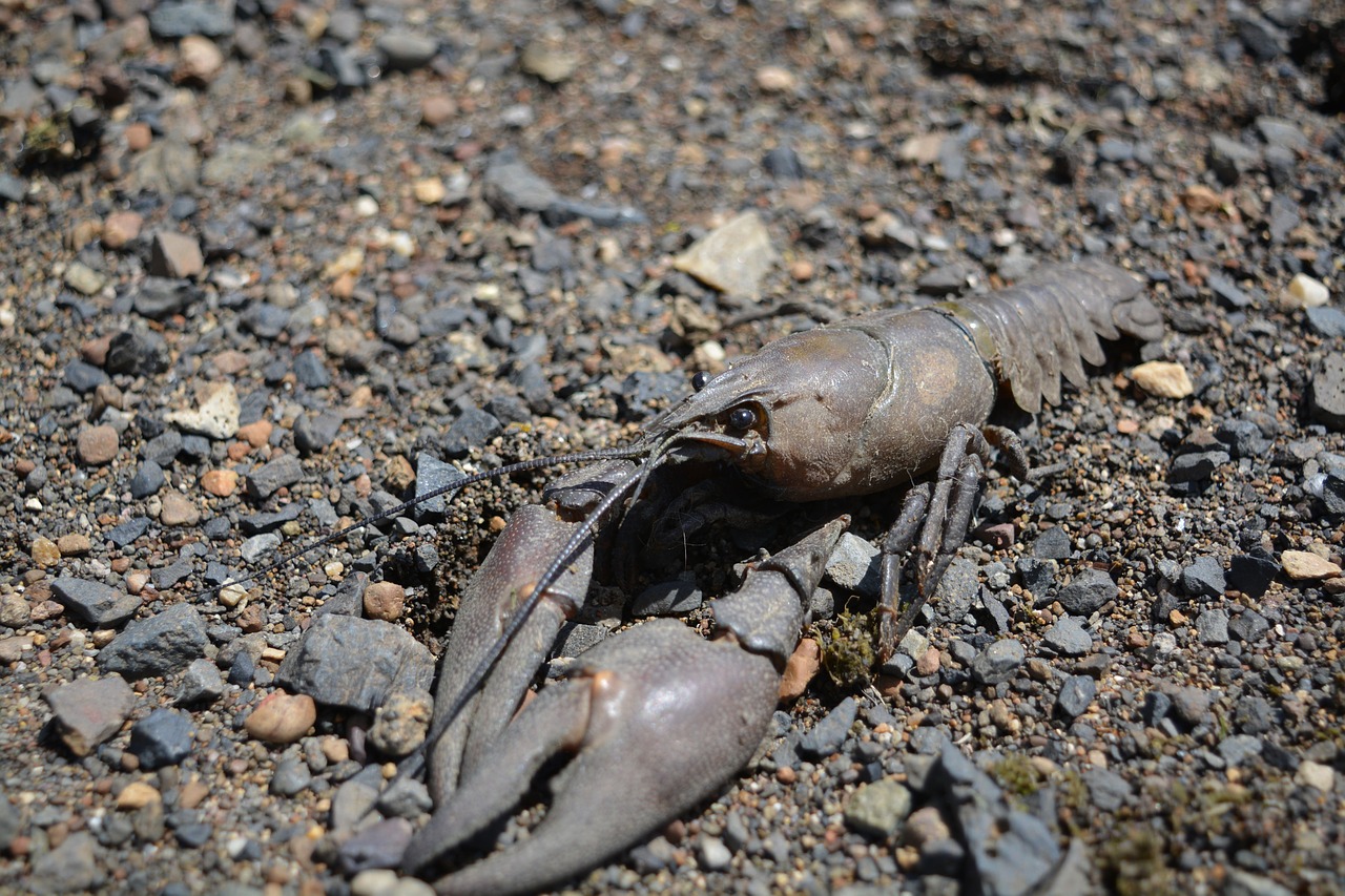 crawfish north portland river free photo