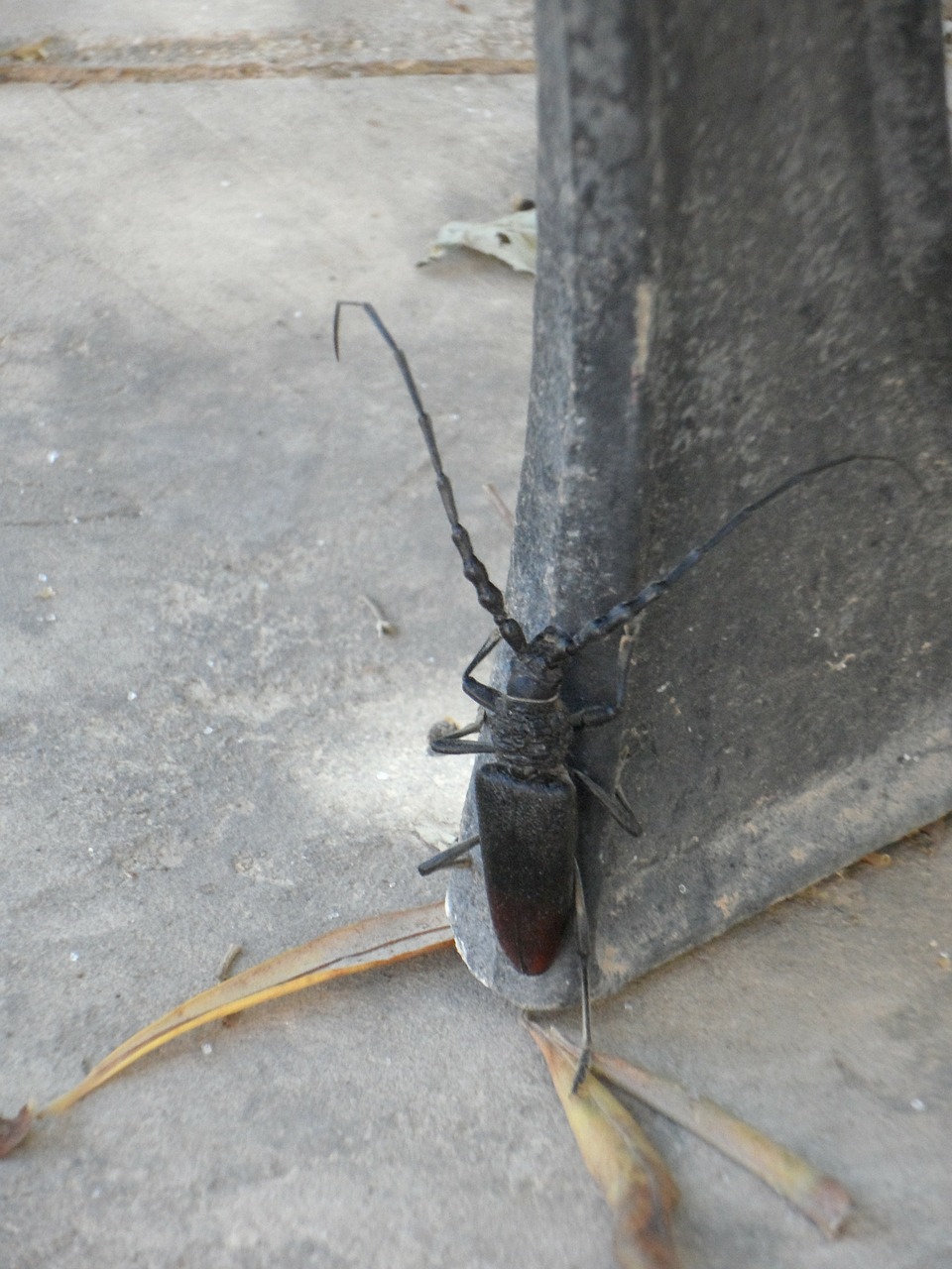 crawl climb beetle free photo