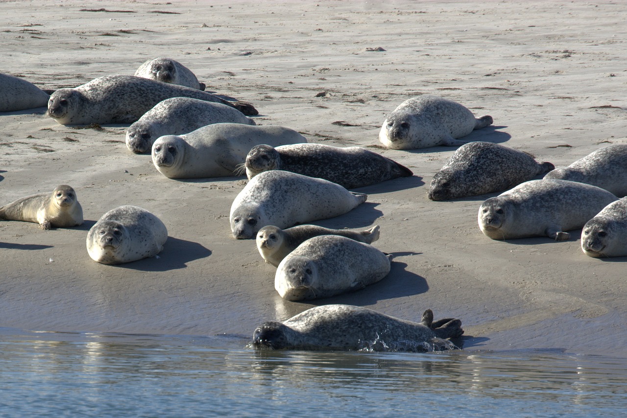 crawl grey seals sandbar free photo