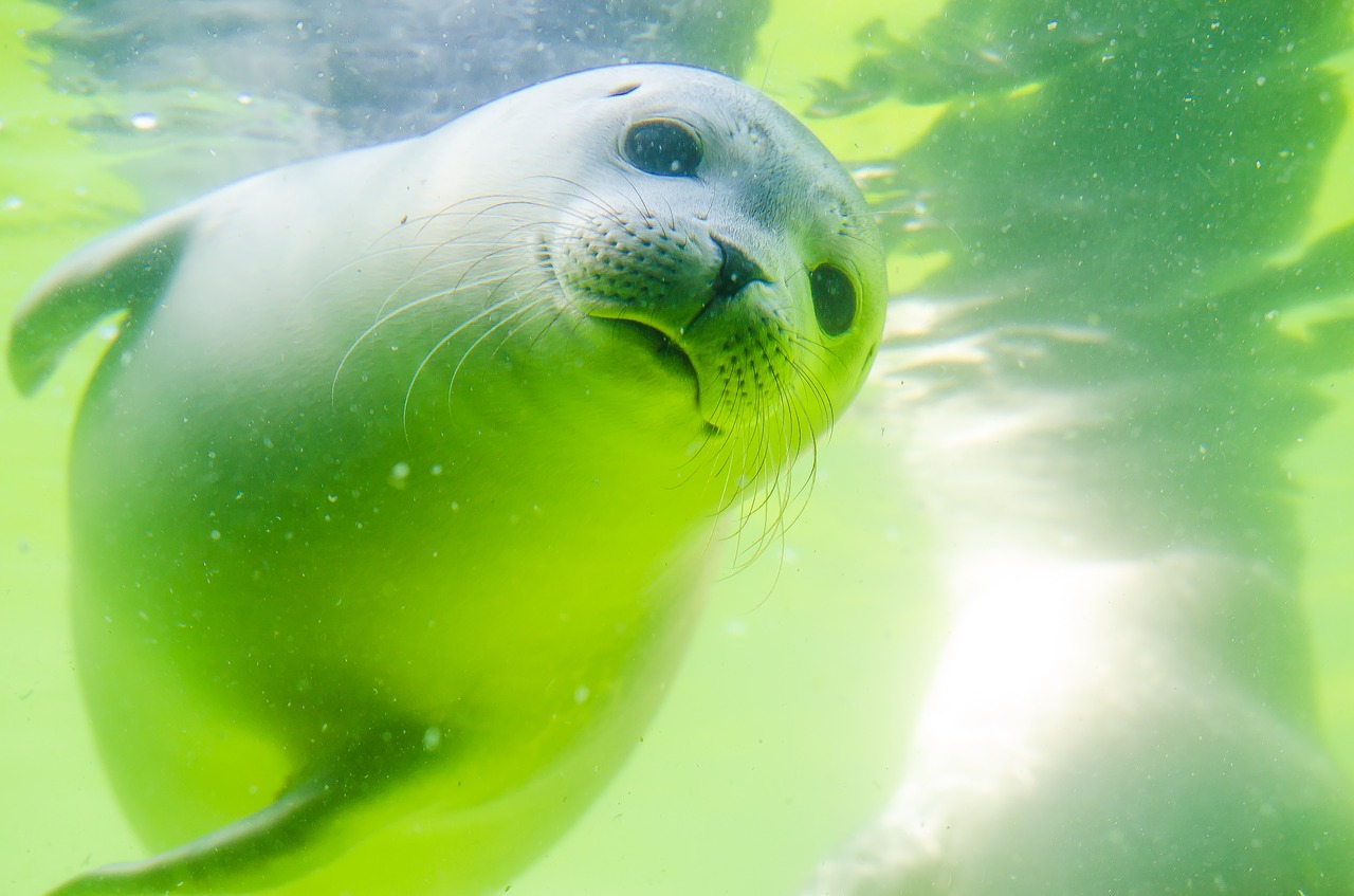 crawl seal north sea free photo