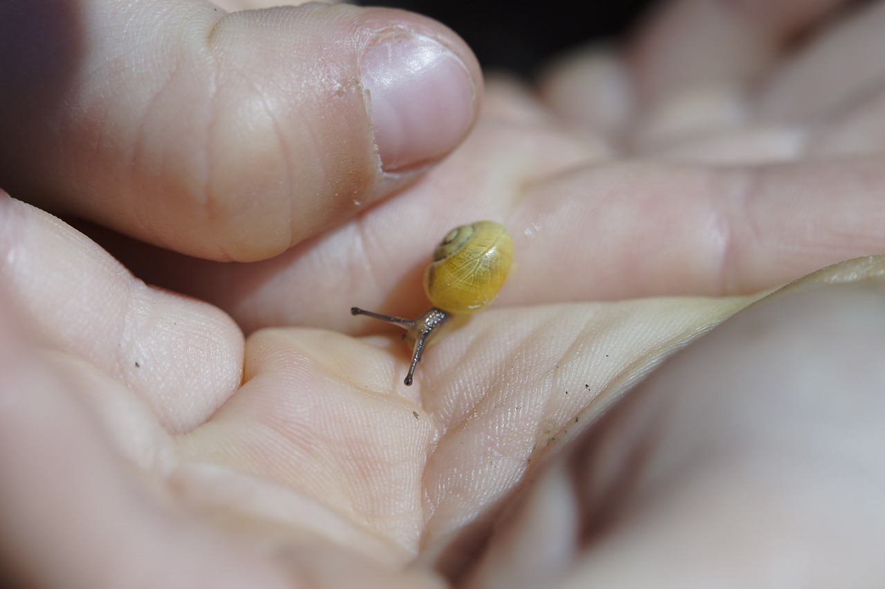 crawling snails steinig yellow free photo