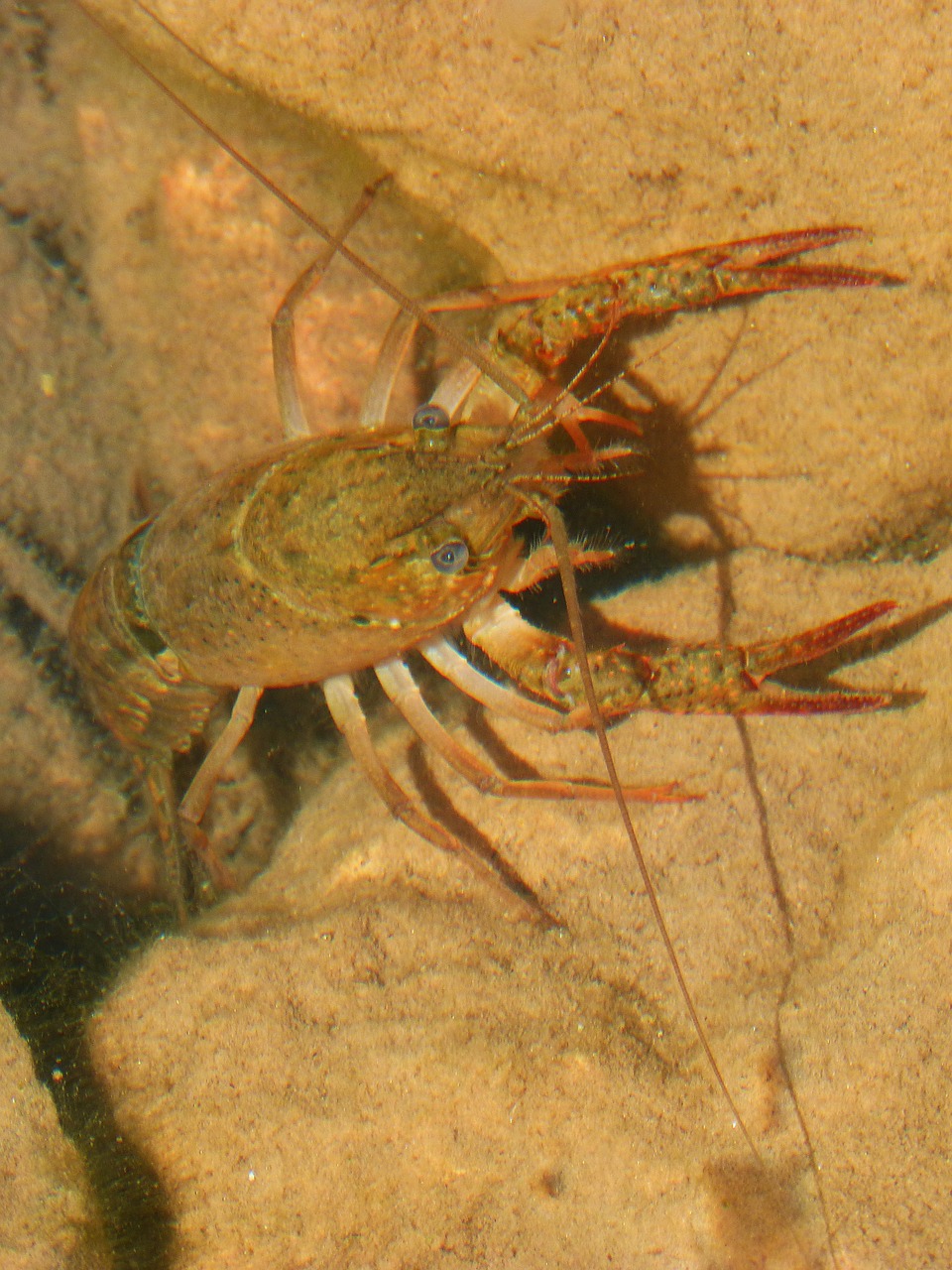 crayfish montsant river crab free photo