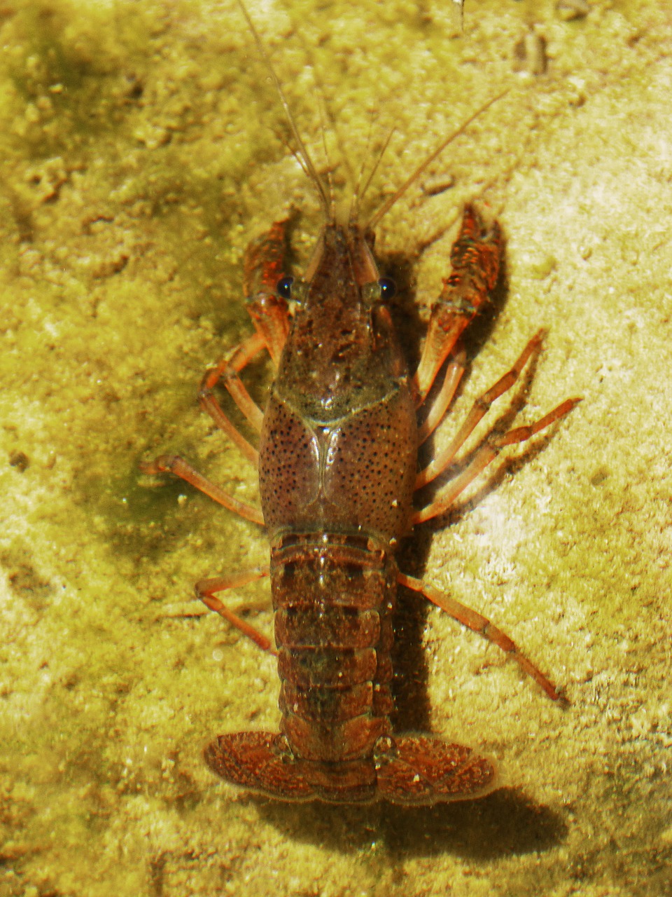 crayfish american crab invasive species free photo