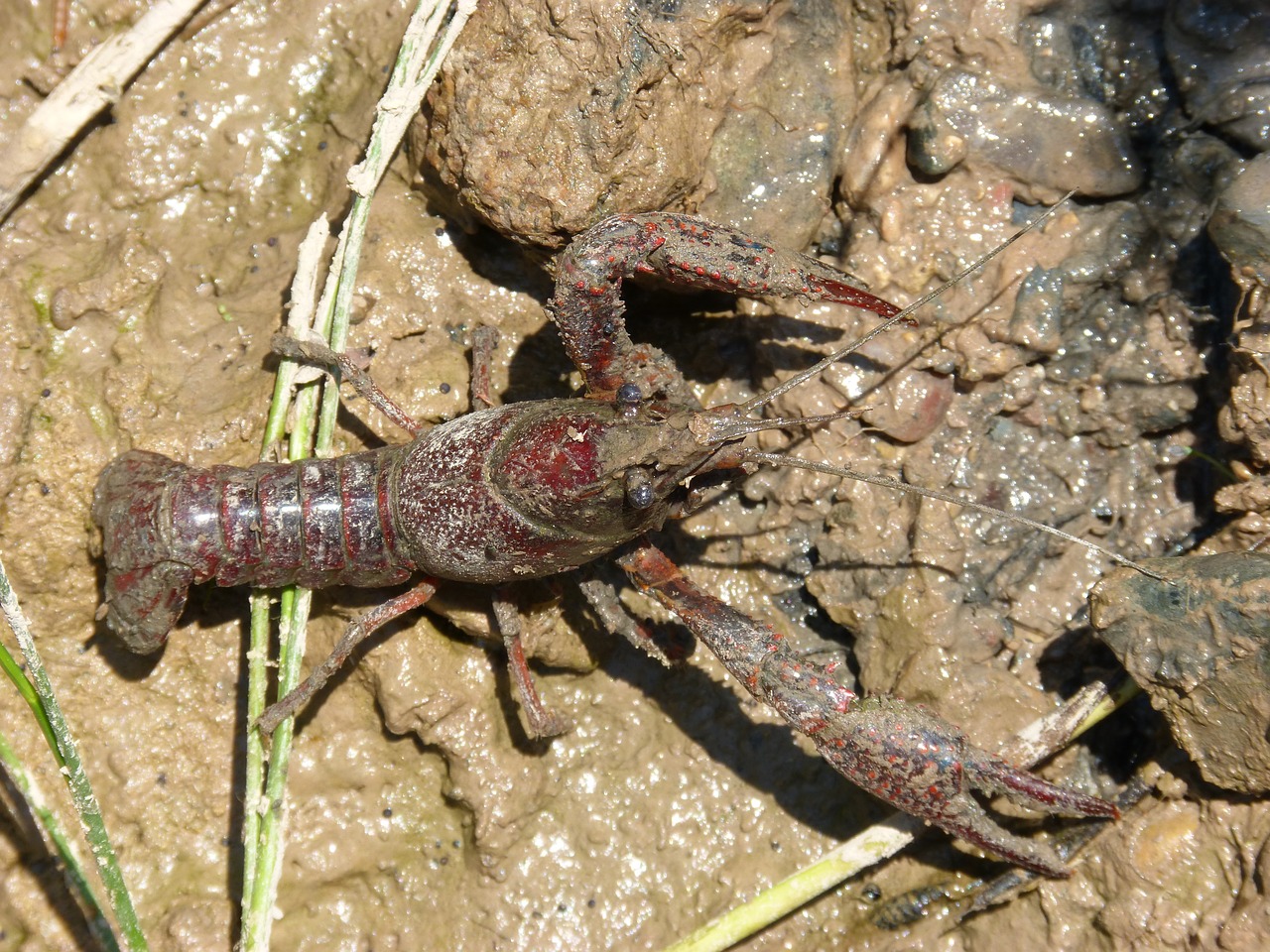 crayfish mud american crab free photo