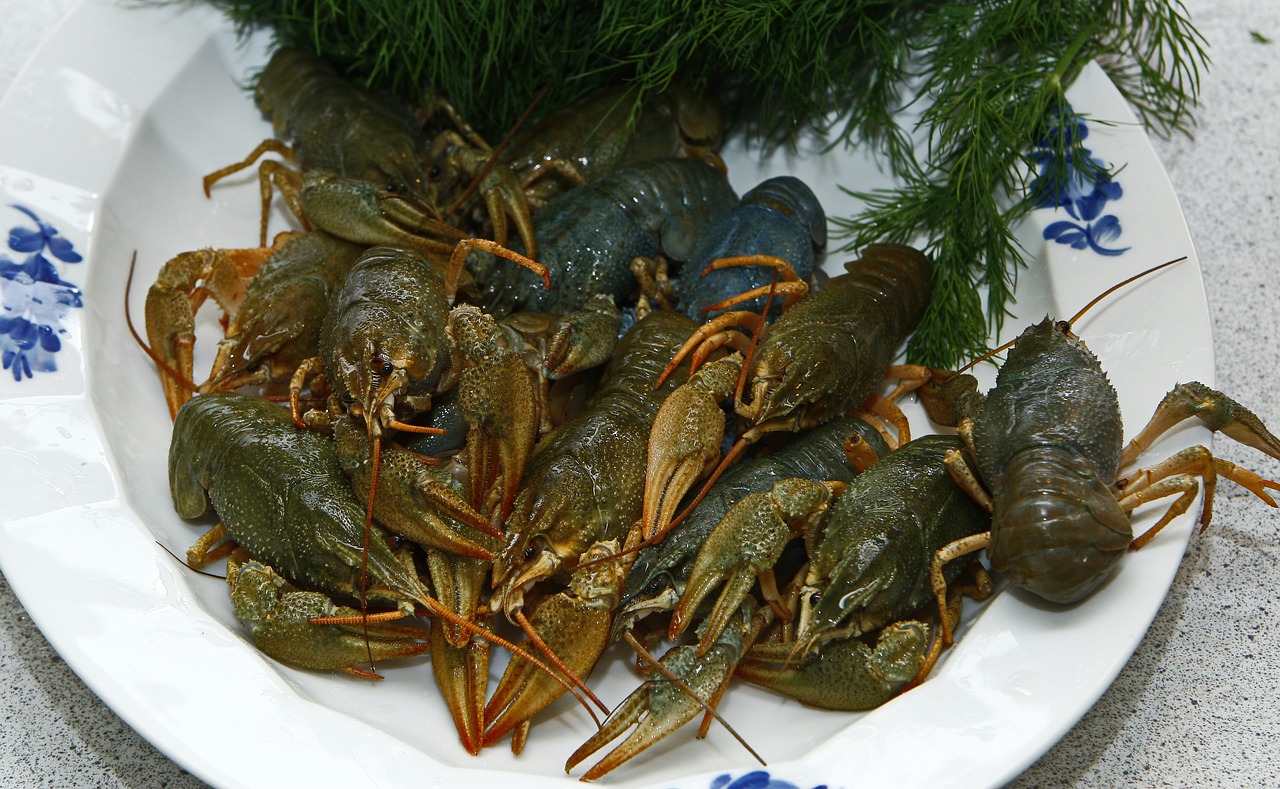 crayfish seafood live free photo