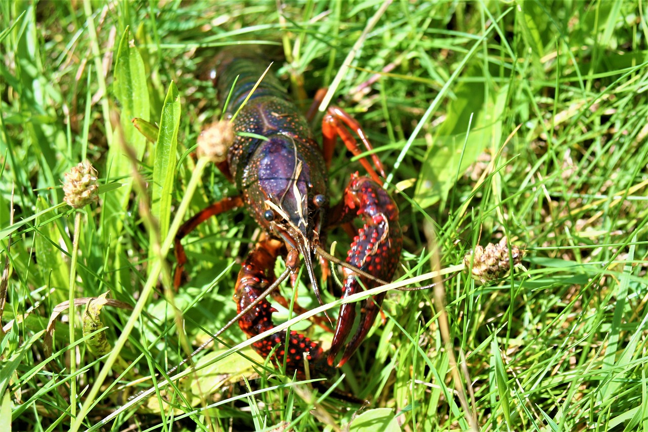 crayfish crawfish lobster free photo