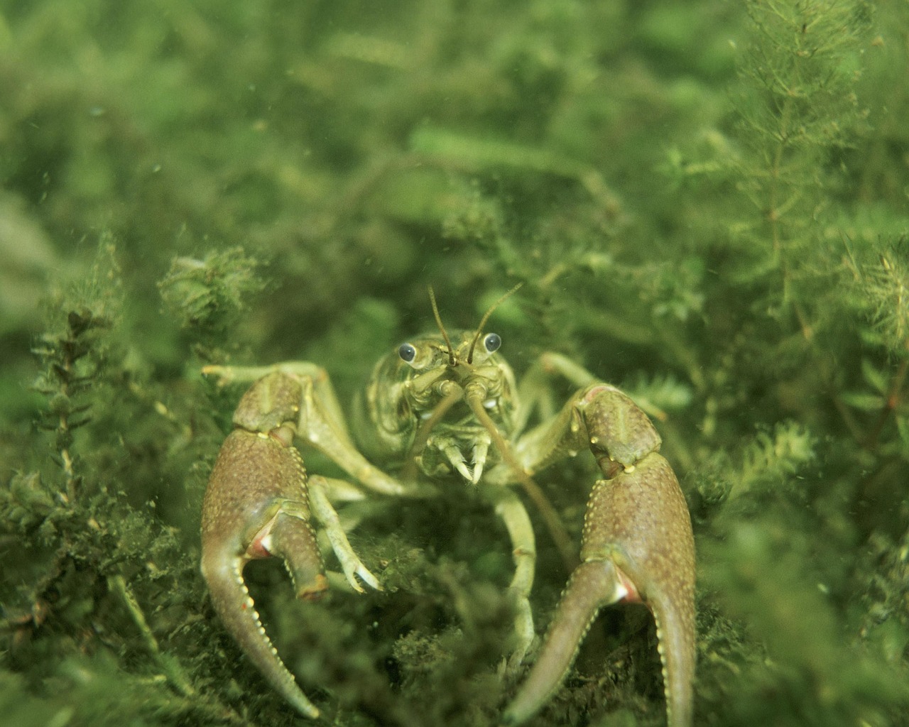 crayfish underwater landscapes free photo