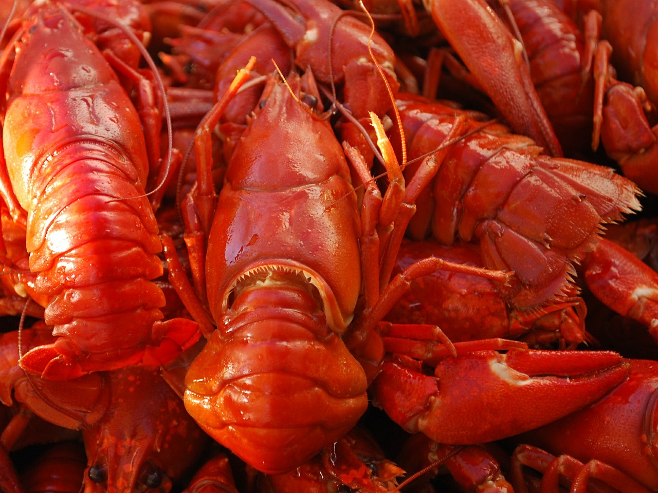 crayfish food seafood free photo