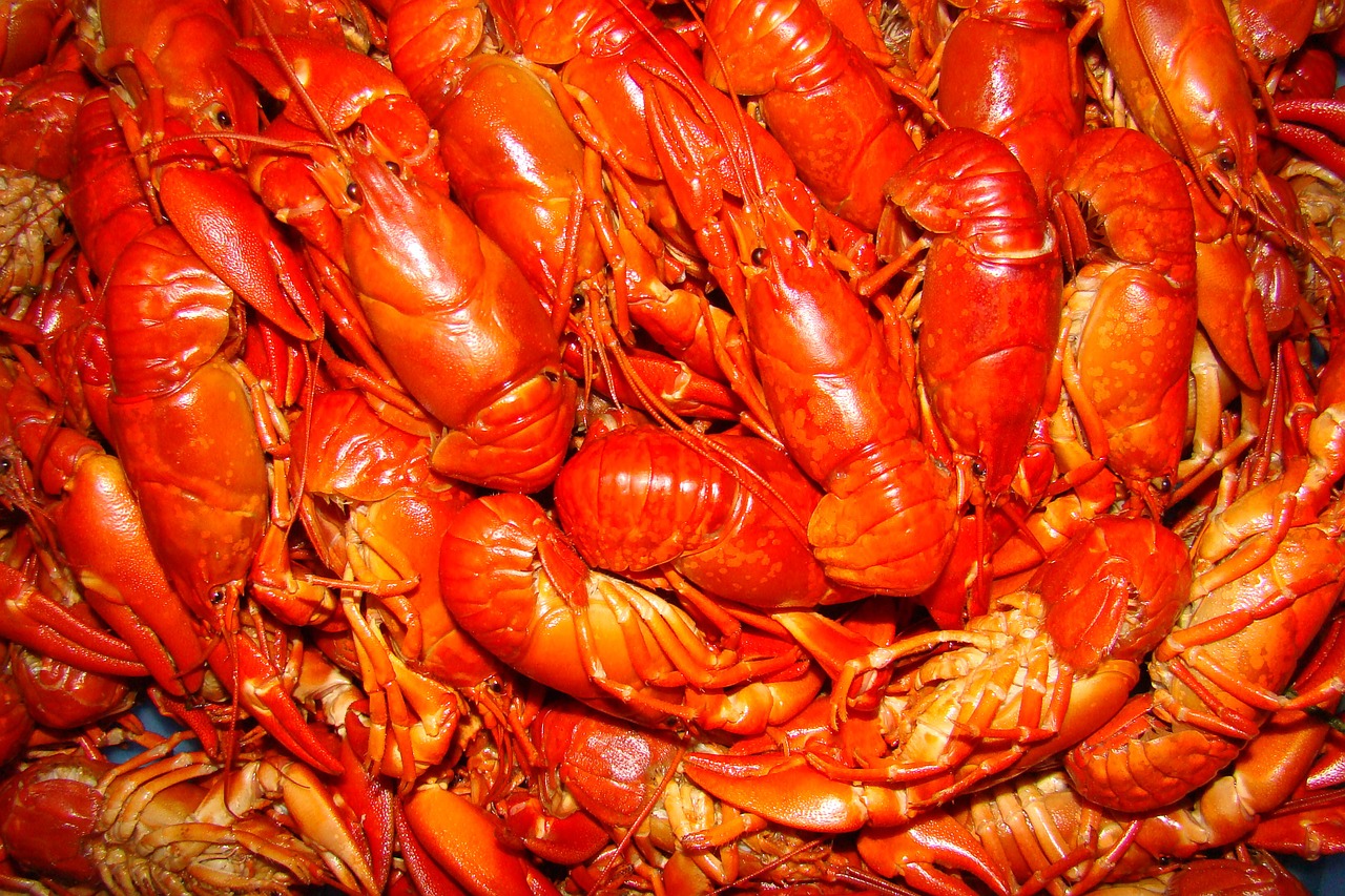 crayfish crayfish party seafood free photo