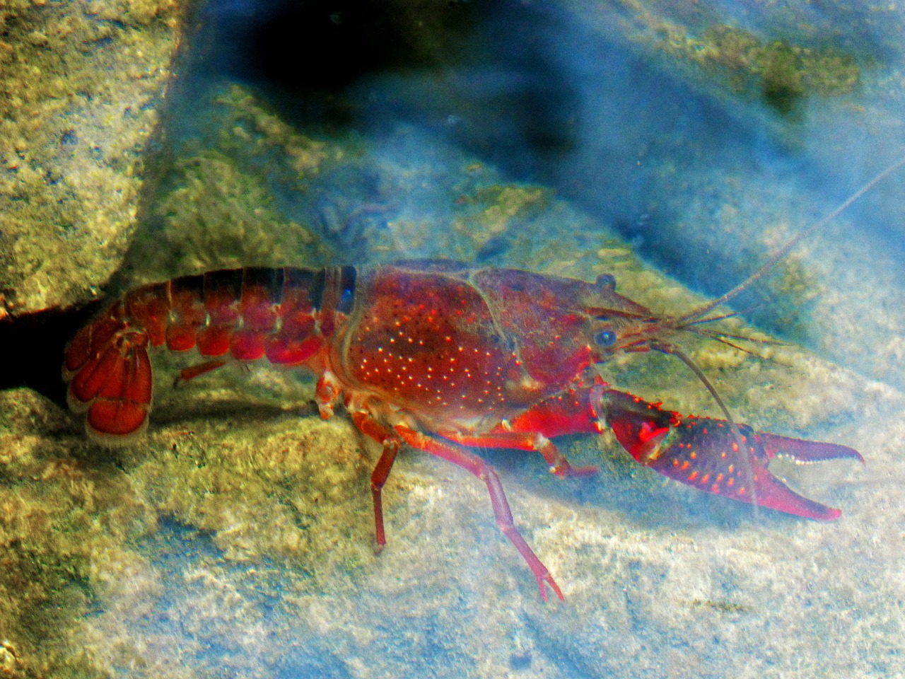 crayfish american crab river free photo