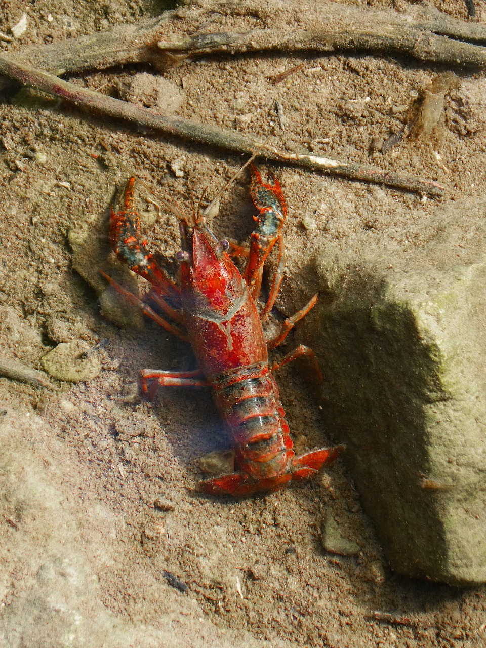 crayfish american crab red free photo