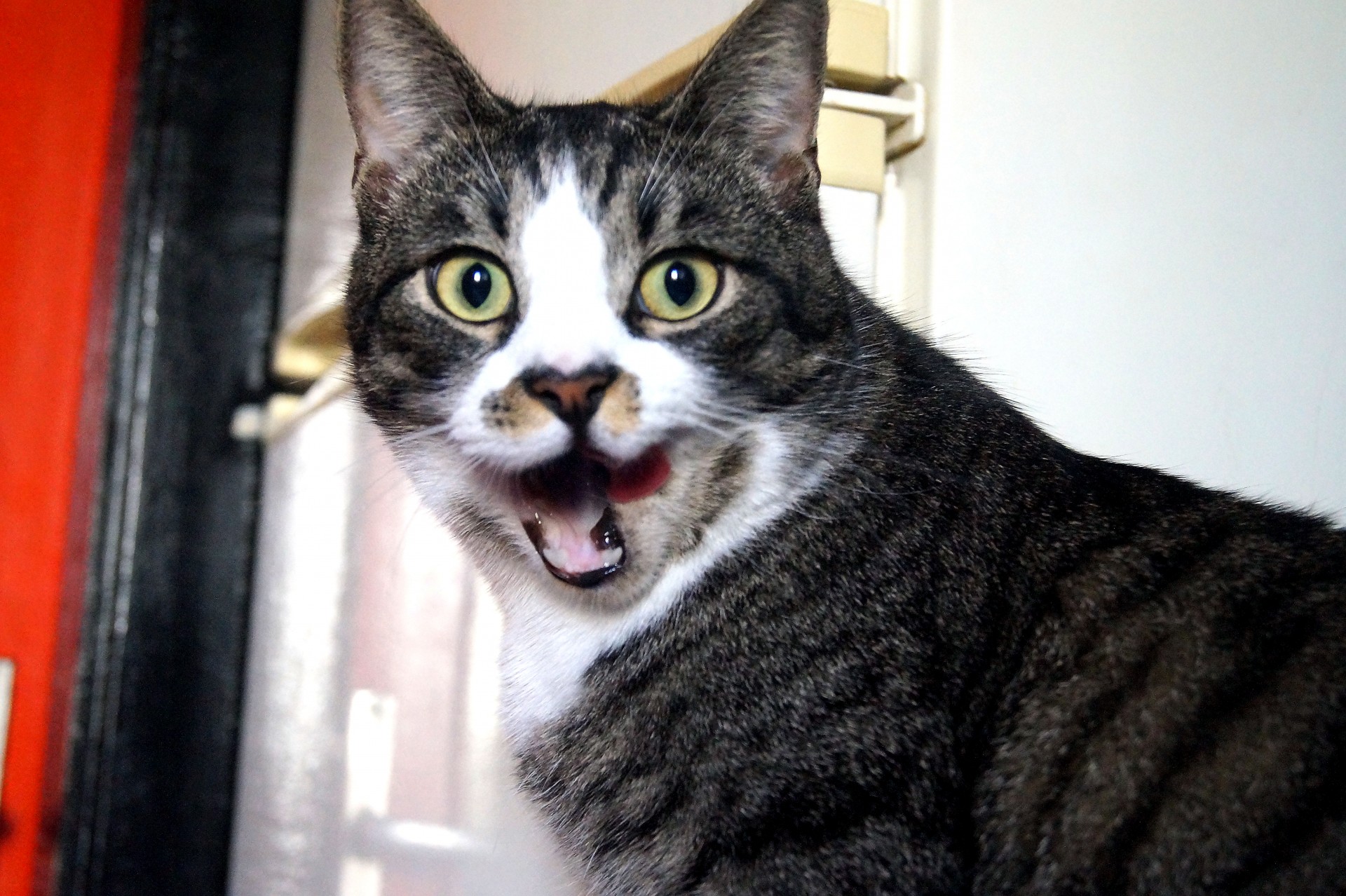 cat fabulous screamy-dreamy free photo
