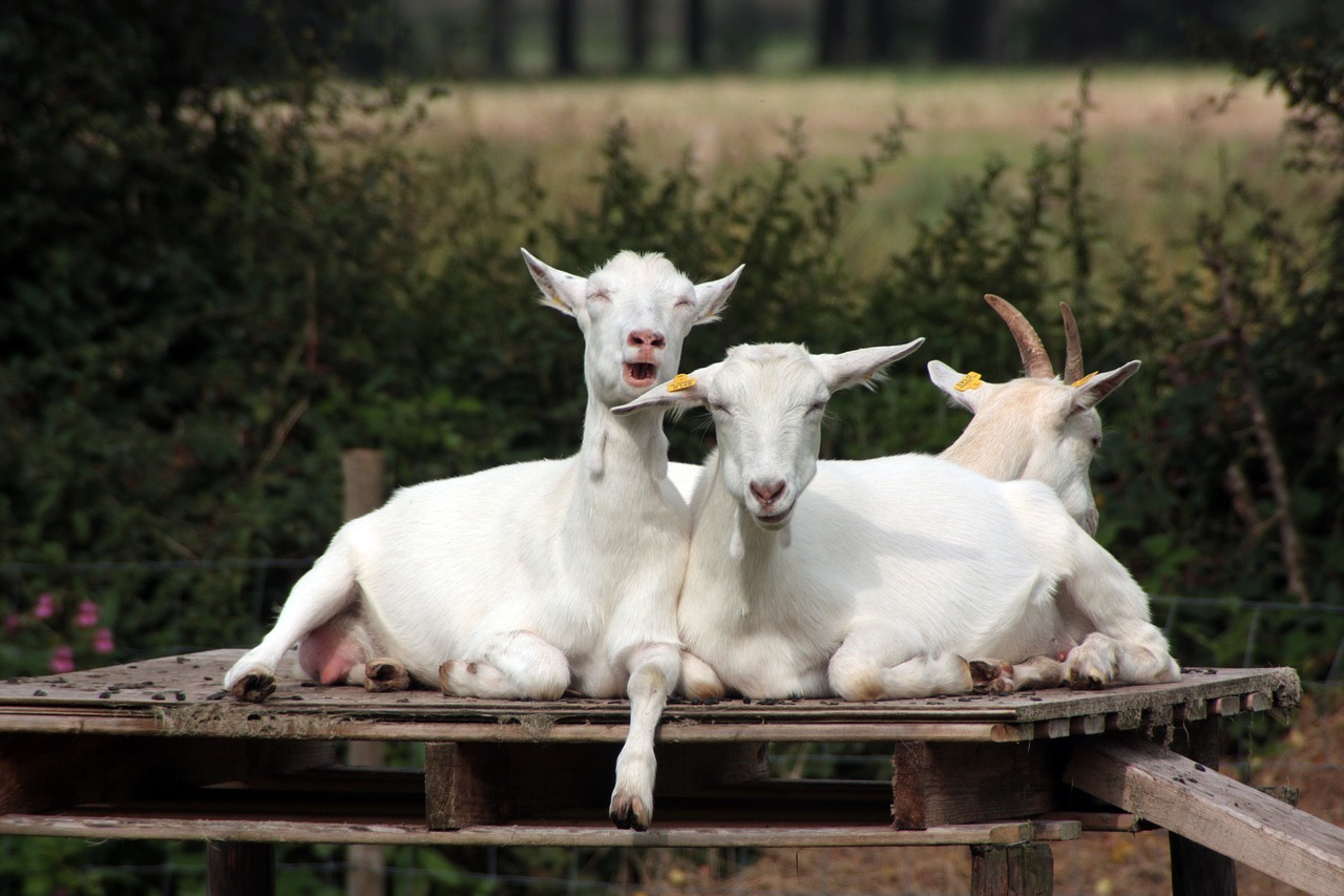 crazy goats goats humor free photo