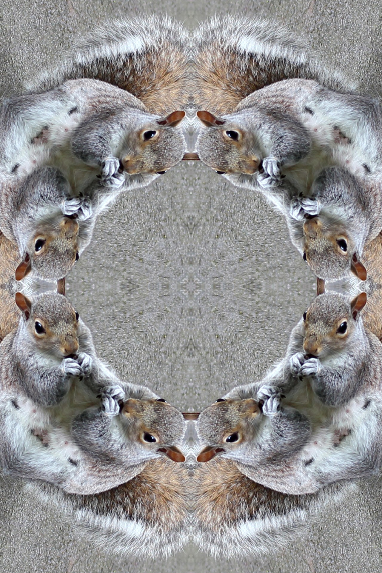 squirrel background kaleidoscope free photo