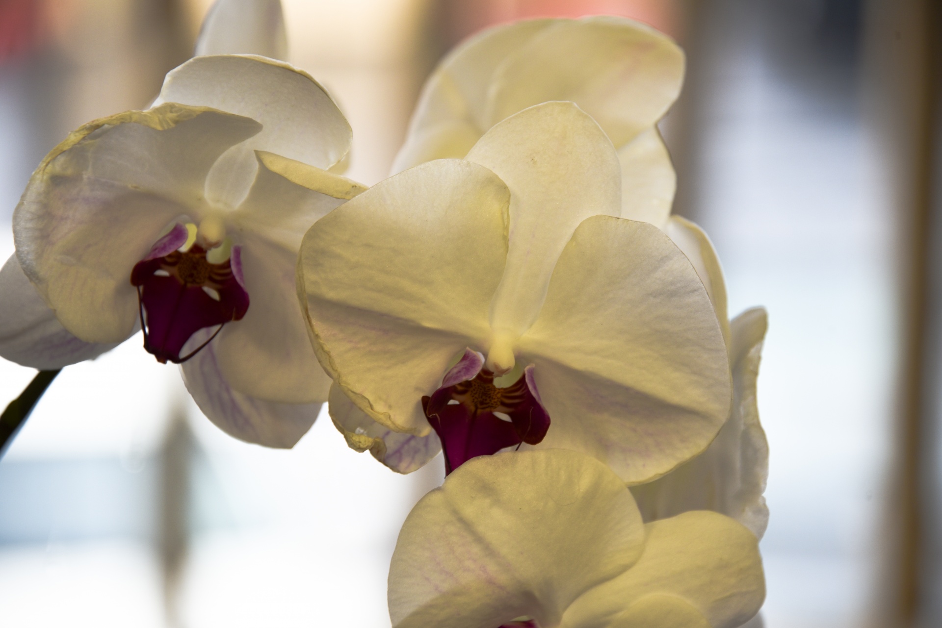 flower orchid white free photo