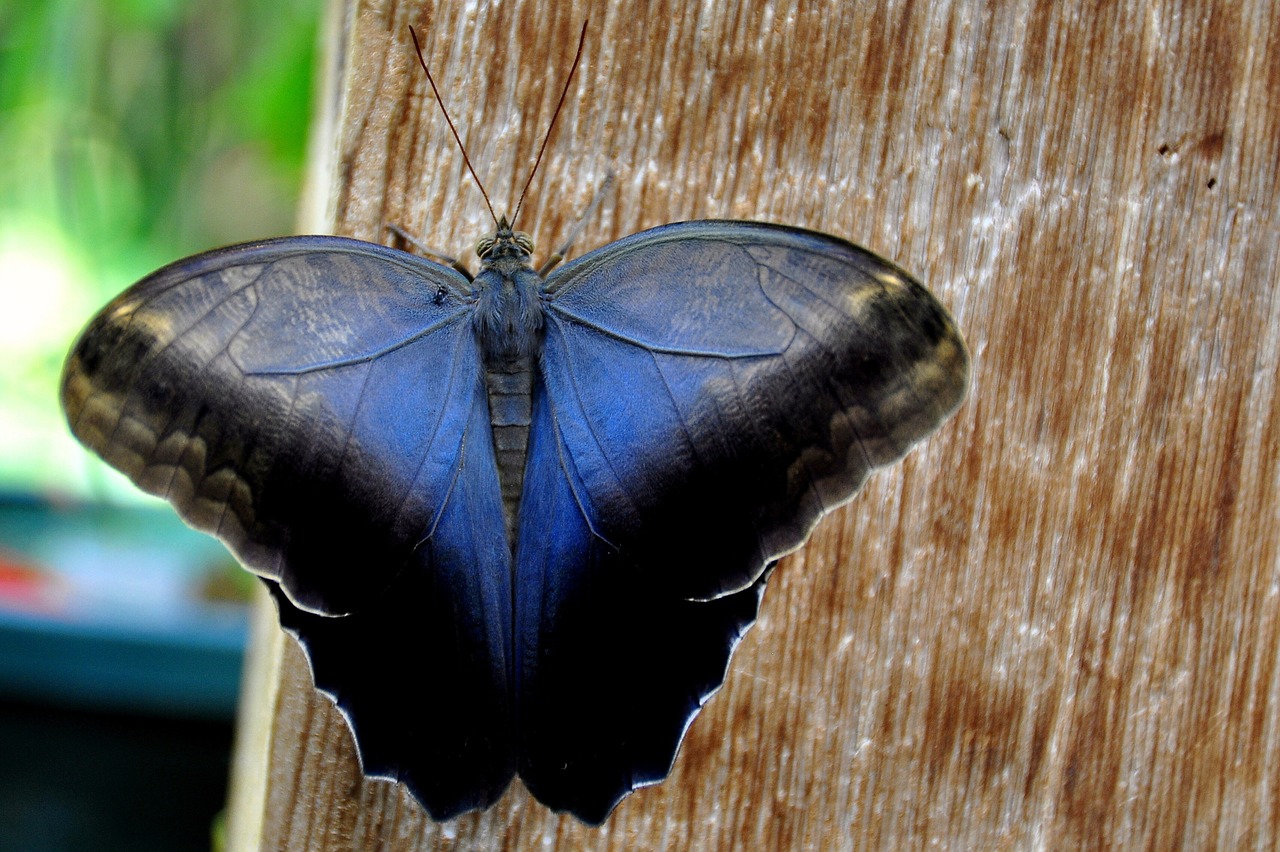 cream owl butterfly nature free photo