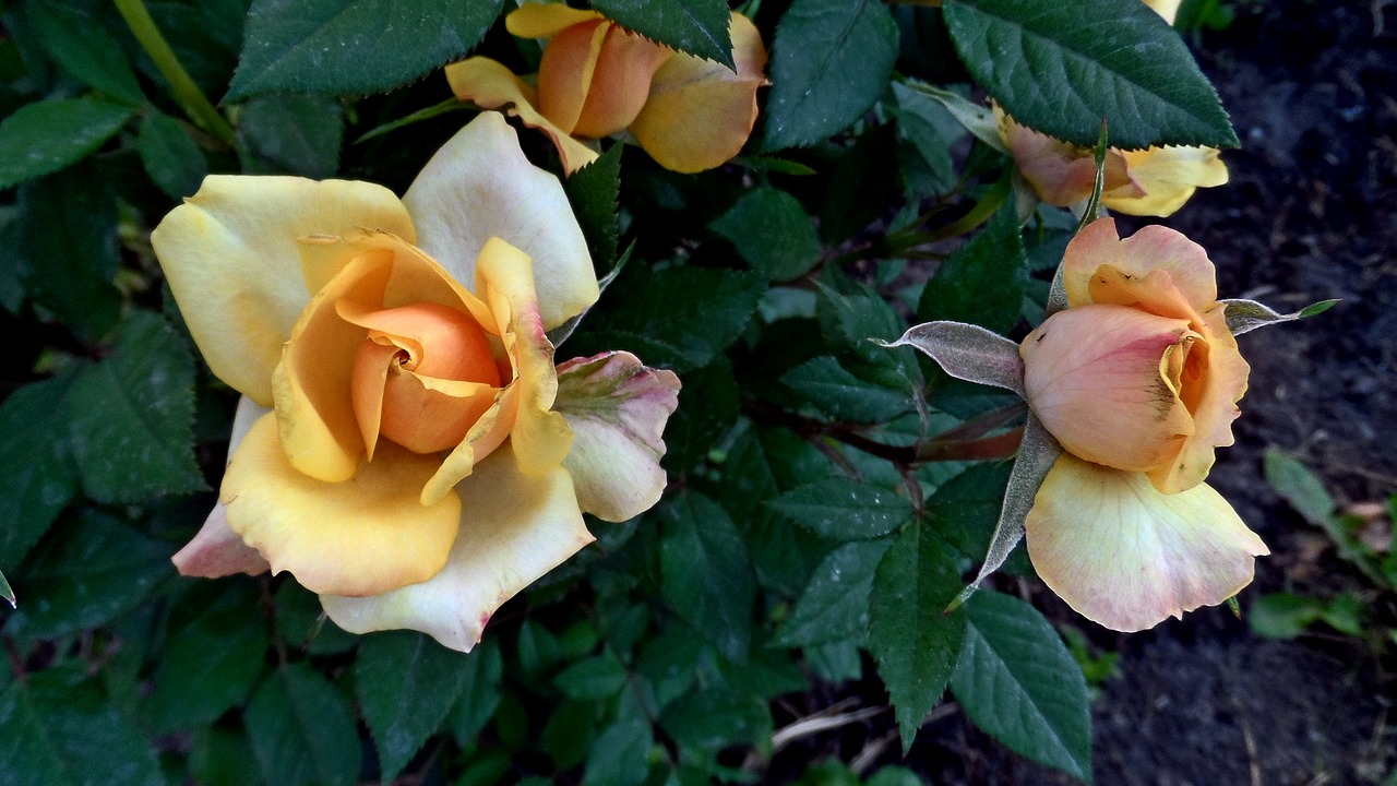 cream rose flowers bud free photo