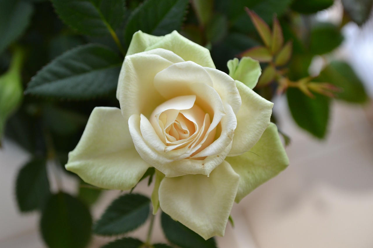 cream rose perfect bloom flower free photo