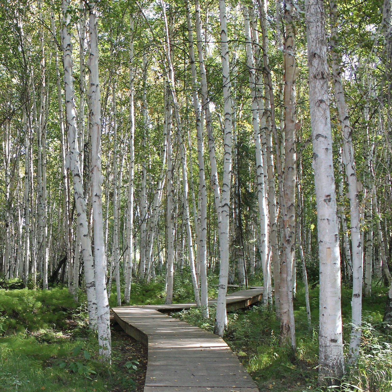 birch trees creamers field fairbanks free photo