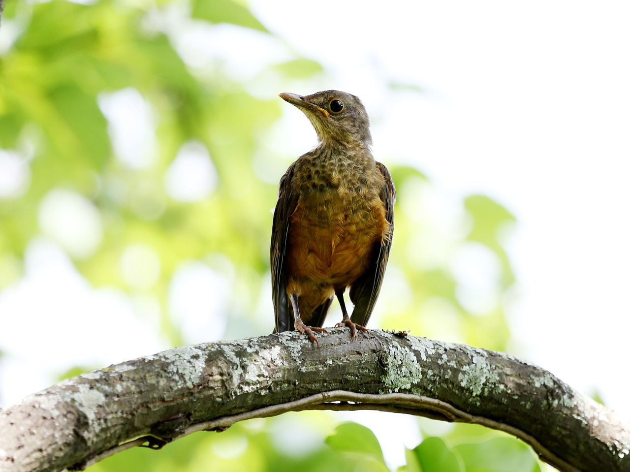 creamy orange bird tropical bird free photo