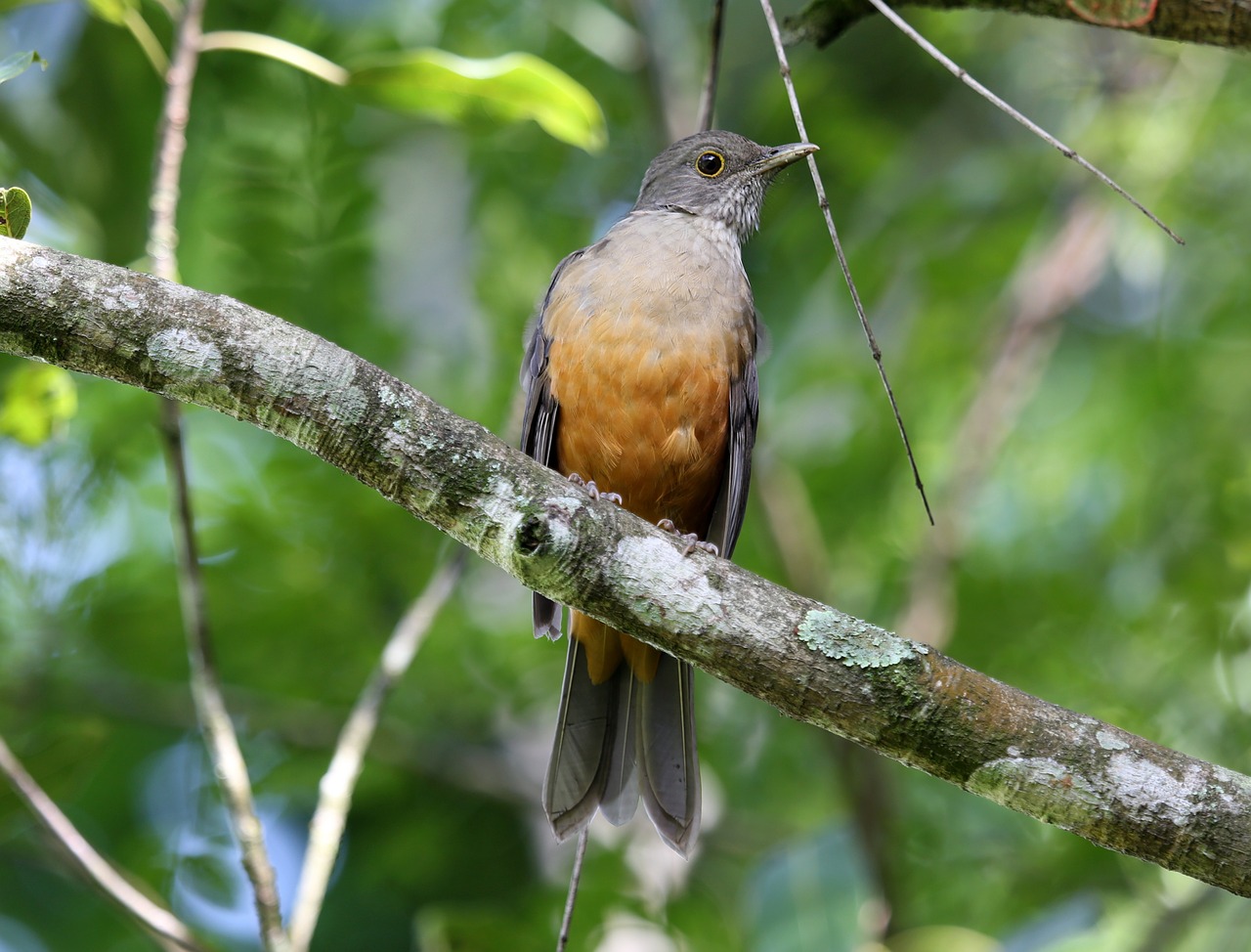 creamy orange bird tropical bird free photo