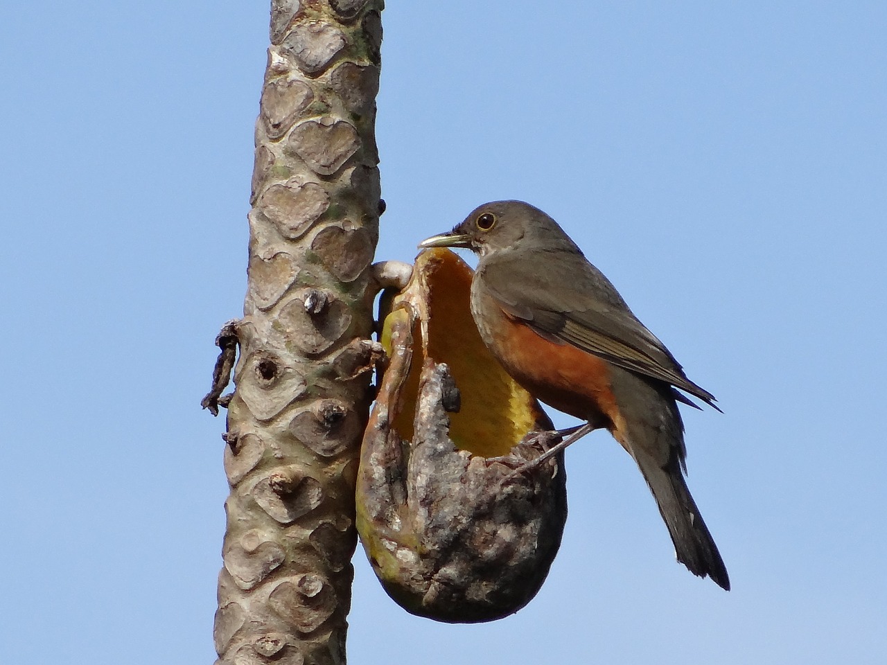 creamy orange eating papaya free photo