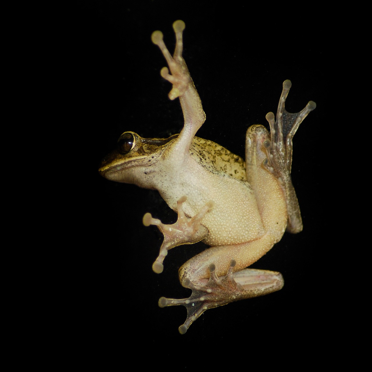 creature froggy close-up free photo