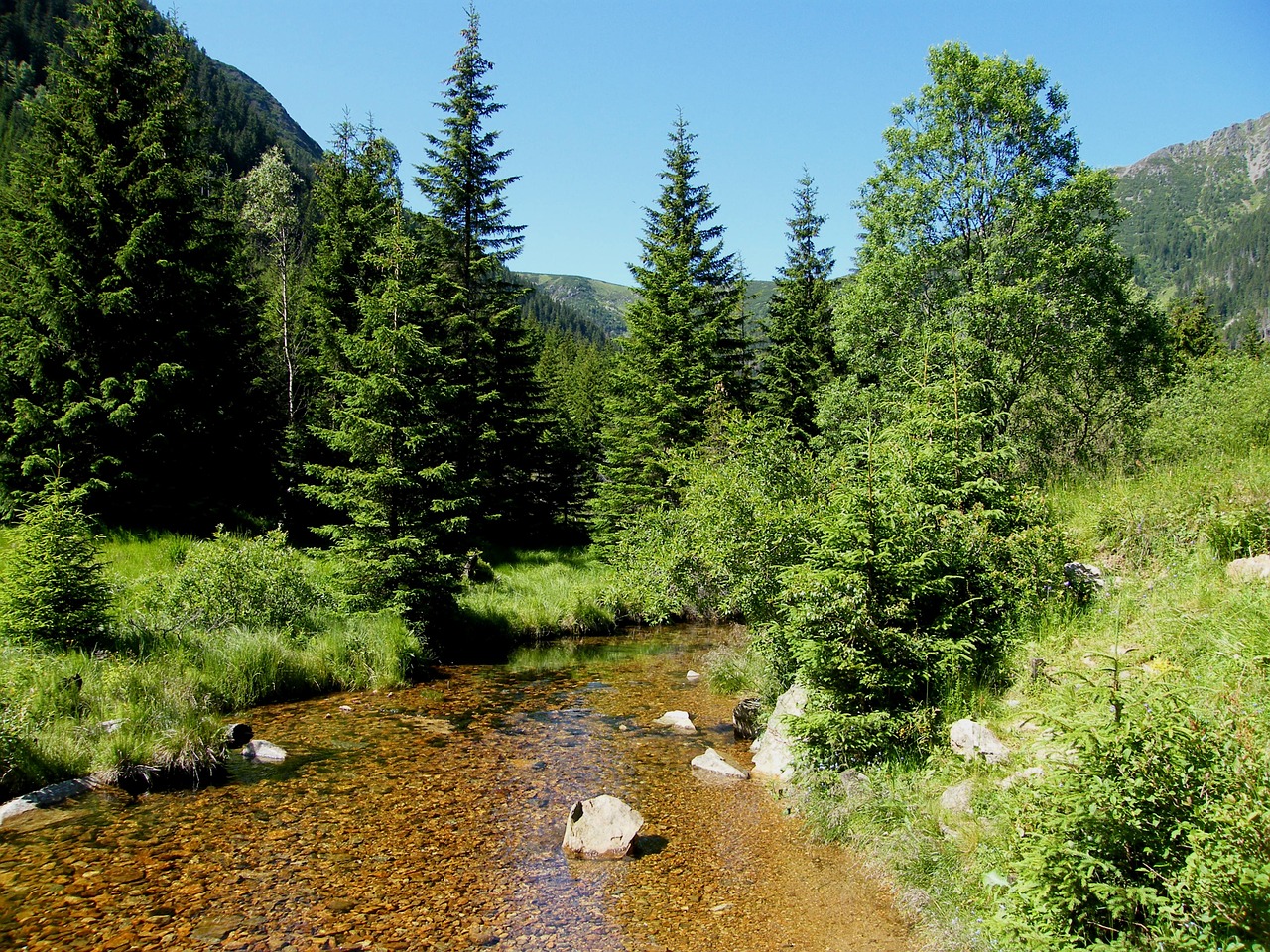 creek trees upa free photo