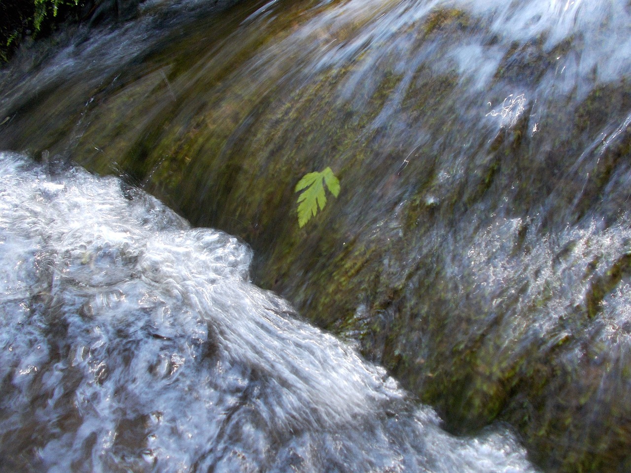 creek bach nature free photo