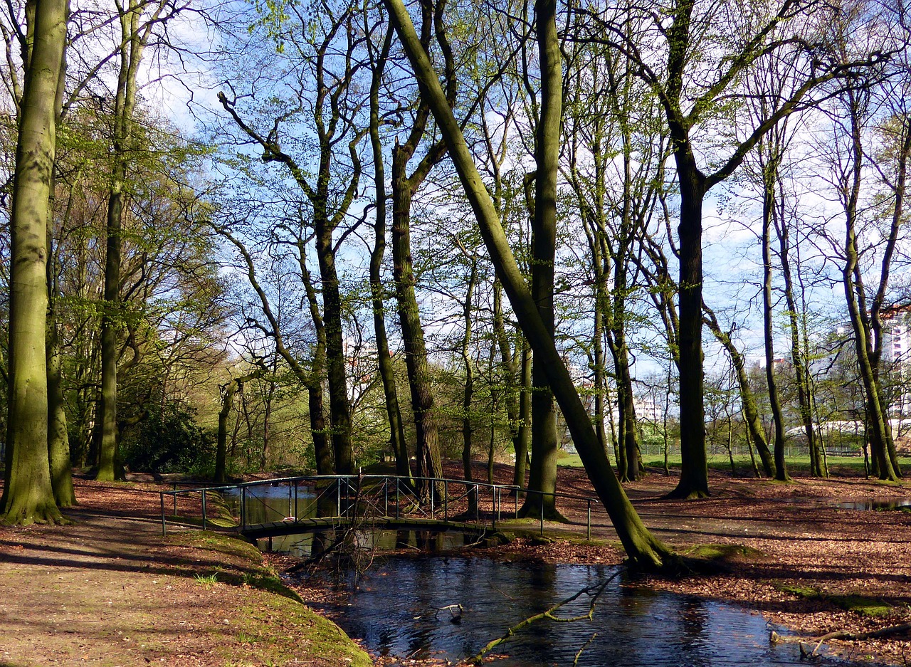 creek spring water free photo