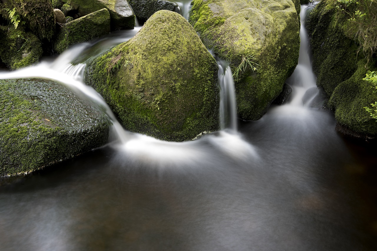 creek moss nature free photo